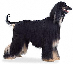 afghan hound health issues