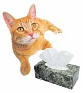 cat respiratory disorders