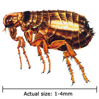 fleas lice difference photo