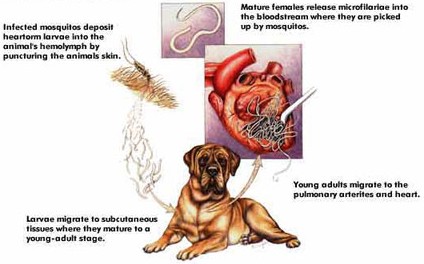 panacur heartworm