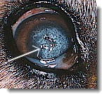 corneal dystrophy in dogs