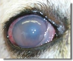 glaucoma in dogs