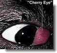 cherry eye in cats