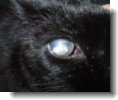 cataract in cats
