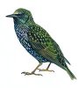 starling bird